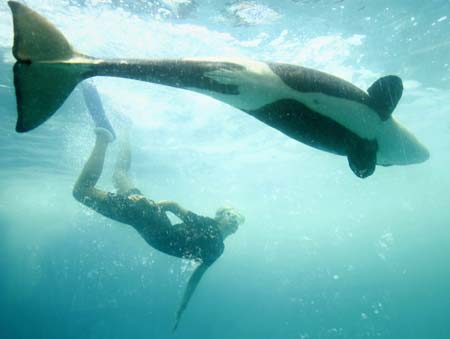 Killer whale Pascuala