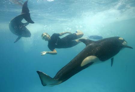 Killer whale Pascuala 