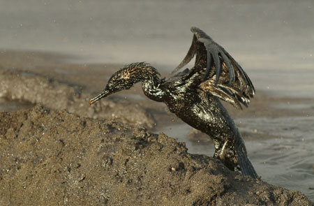 Oil spill endangers birds, see dogs