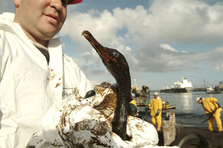 Oil spill endangers birds, see dogs
