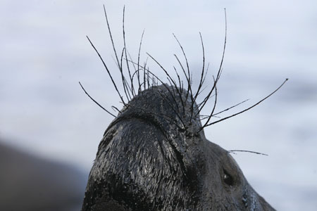 Oil spill endangers birds, see dogs