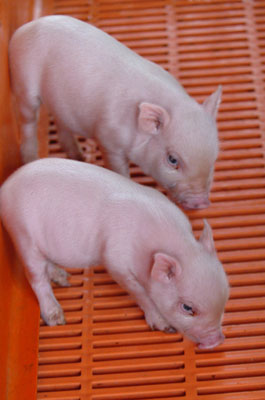 Clone pigs used for organ transplant experiments