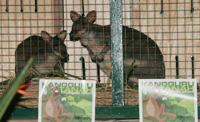 Kangaroos to return to habitat