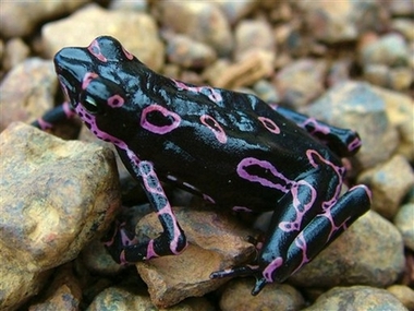 Scientists find 24 species in Suriname