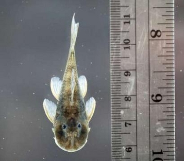Scientists find 24 species in Suriname