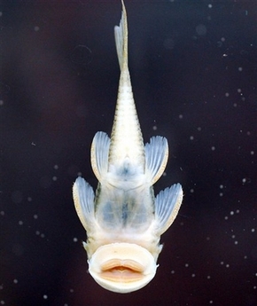 Scientists find 24 species in Suriname