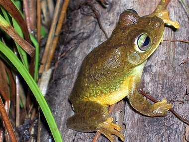 Scientists find 24 species in Suriname