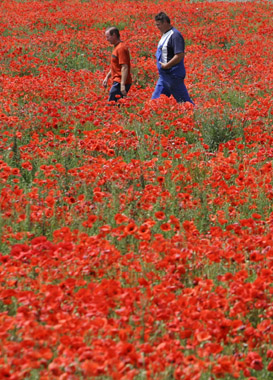 Poppy field near Olching