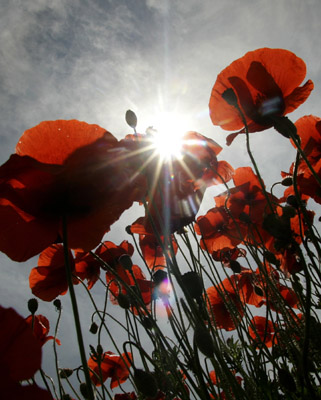 Poppy field near Olching