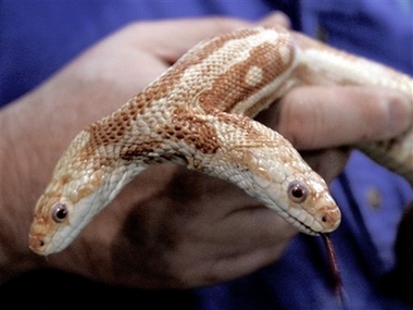 Long-lived two-headed snake dies