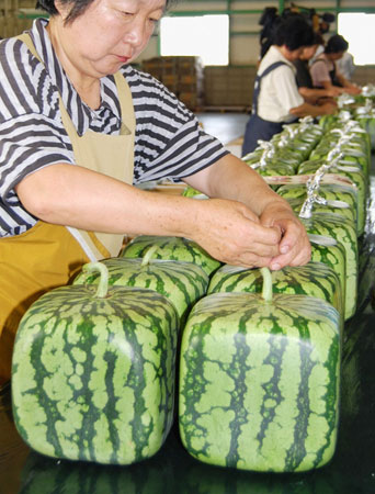 Square-shaped watermelons