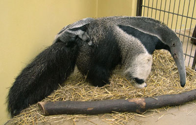 Baby giant anteater Alexandro