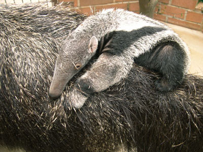 Baby giant anteater Alexandro