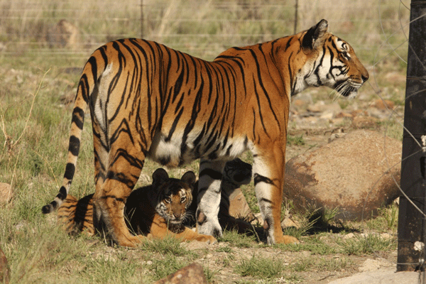 Save China's tigers