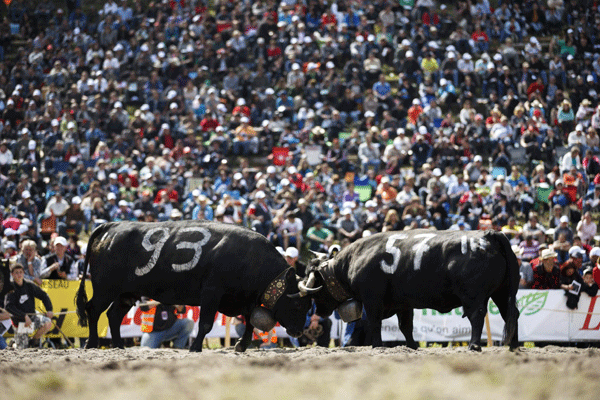 'Battle of the Queens' cow fight finals