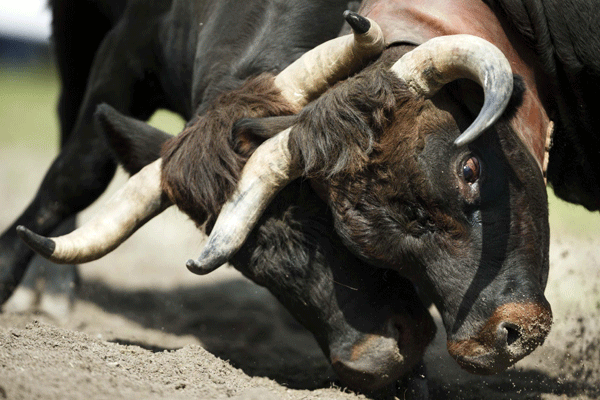'Battle of the Queens' cow fight finals