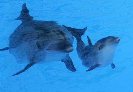 A newborn dolphin swims with its mother Liliya in the dolphinarium in the Black Sea port city of Odessa August 10, 2007. A dolphin was born on August 5, 2007 in the dolphinarium 'Nemo' in Odessa for the first time in ten years, the management of the dolphinarium said. 