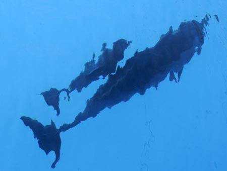 A newborn dolphin swims with its mother Liliya in the dolphinarium in the Black Sea port city of Odessa August 10, 2007. A dolphin was born on August 5, 2007 in the dolphinarium 'Nemo' in Odessa for the first time in ten years, the management of the dolphinarium said. 