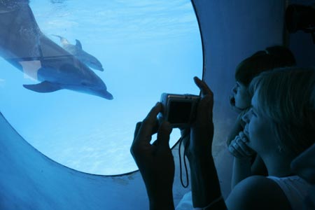 A woman takes a picture of a newborn dolphin swimming in a basin with its mother Liliya in the dolphinarium in the Black Sea port city of Odessa August 10, 2007. For the first time in ten years a dolphin was born on August 5, 2007 in the dolphinarium 'Nemo' in Odessa, the management of the dolphinarium said. 
