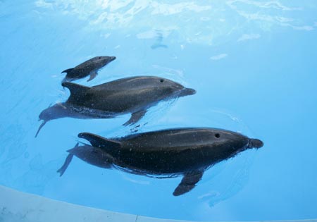 A newborn dolphin swims in a basin with mother Liliya and father Gavryusha in the dolphinarium in the Black Sea port city of Odessa August 10, 2007. For the first time in ten years a dolphin was born on August 5, 2007 in the dolphinarium 'Nemo' in Odessa, the management of the dolphinarium said. 