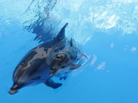 A newborn dolphin swims with its mother Liliya in the dolphinarium in the Black Sea port city of Odessa August 10, 2007. A dolphin was born on August 5, 2007 in the dolphinarium 'Nemo' in Odessa for the first time in ten years, the management of the dolphinarium said. 