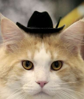 Creme Soda, a Maine Coon cat, waits with a Cowboy hat before competing in the South Central regional cat show sponsored by The International Cat Association in Waco, Texas August 19, 2007.[Reuters]