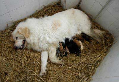 newborn mastiff puppies