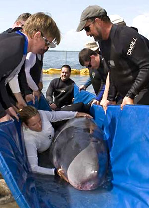 In this photo released by the Florida Keys News Bureau, marine mammal rescue volunteers Bob Coakley, left, and Lloyd Brown, right, closely examine a pygmy sperm whale at the Marine Mammal Conservancy Sunday, Feb. 24, 2008, in Key Largo, Fla. Preliminary results of a necropsy show that a pygmy sperm whale found stranded off the Florida Keys died of heart failure, marine mammal experts said. [Agencies]