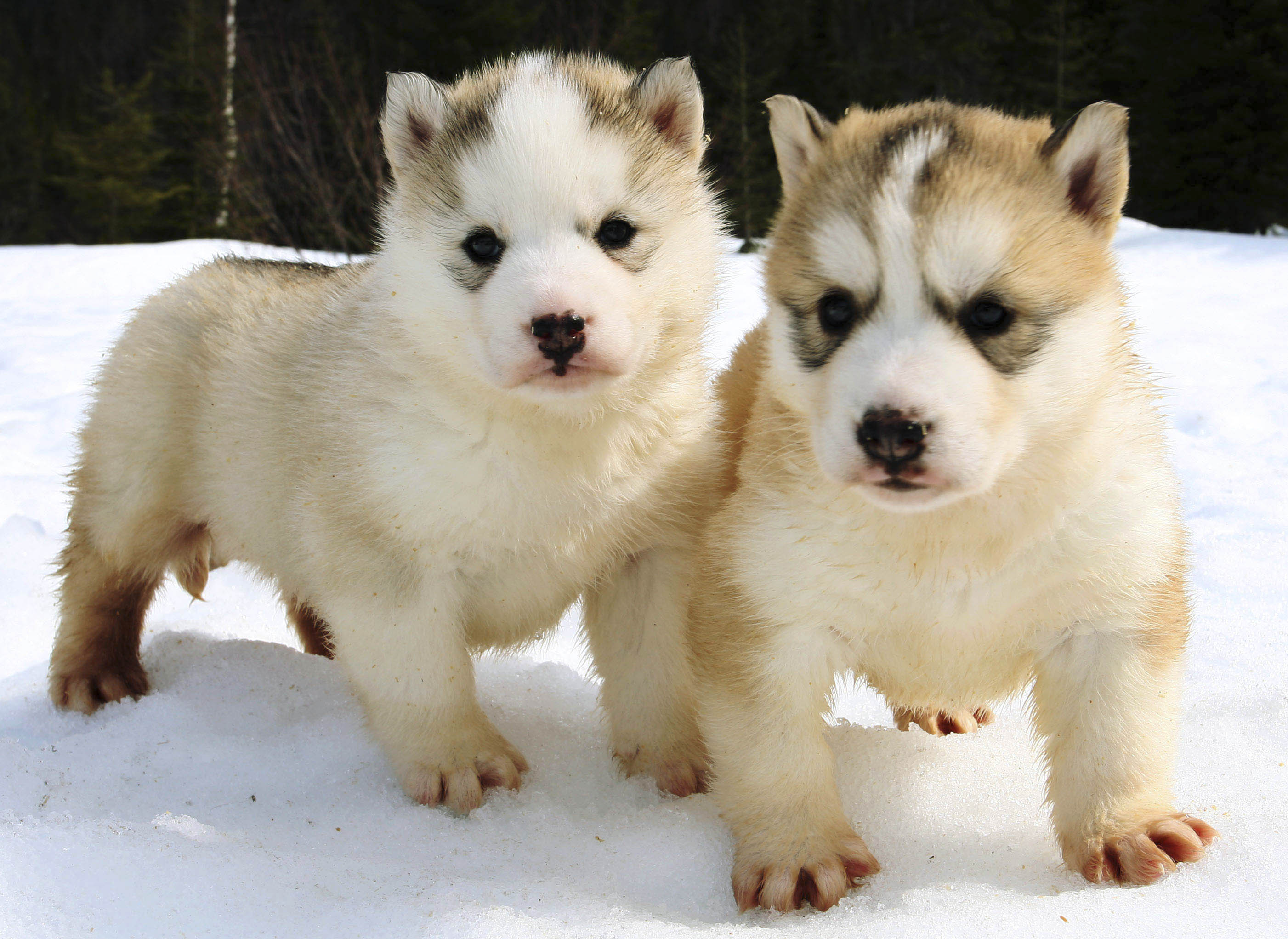 Husky 1 month old sale