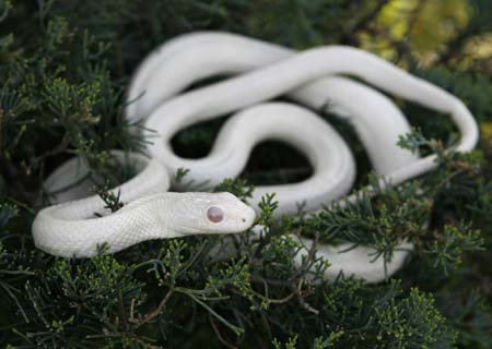 white albino Japanese Rat Snake is seen at a snake view