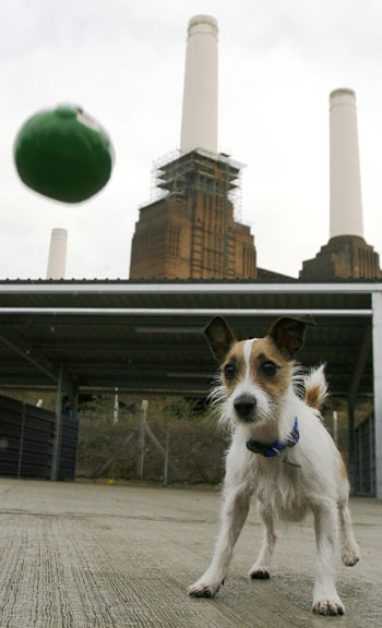 Battersea Dogs and Cats Home, the best-known animal refuge centre located in 