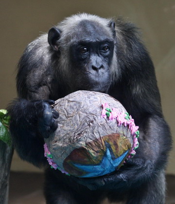 Animals play with mock Easter toys at zoo
