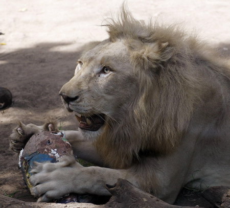 Animals play with mock Easter toys at zoo