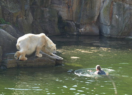 Polar bear mauls trespasser at Berlin zoo