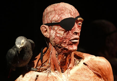 new 'body worlds' exhibition