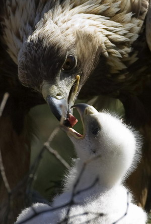 Golden eagle chick's dinner time