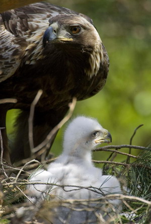 baby golden eagle pictures. (Golden Eagle)