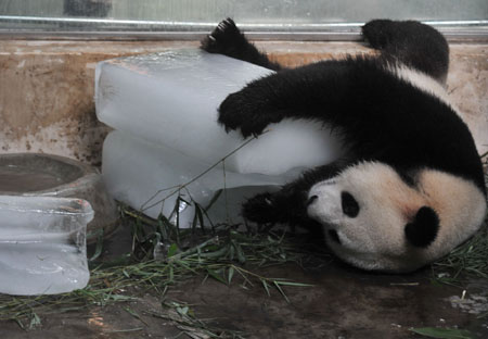 Giant panda uses ice to cool itself