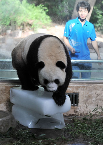 Giant panda uses ice to cool itself