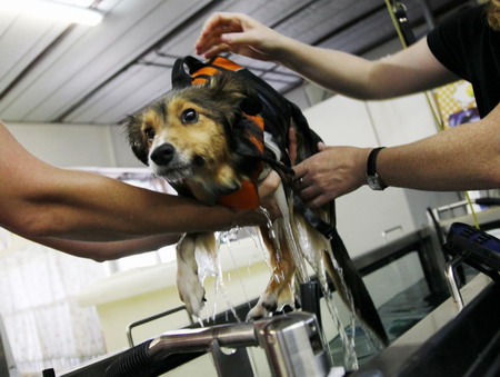 Inspiring two-legged dog gets therapy