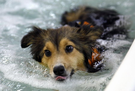 Inspiring two-legged dog gets therapy