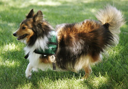 Inspiring two-legged dog gets therapy