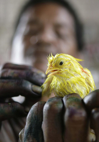 Painted chicks sold at a Manila market