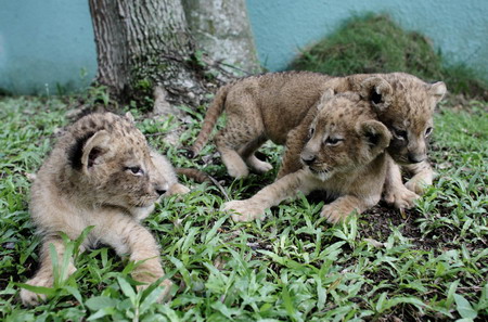Month-old lion cubs in Santo Domingo zoo