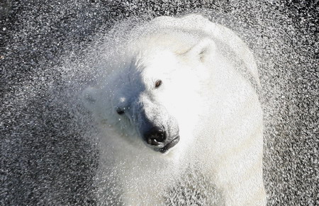 Polar bear Sedov's cool pool