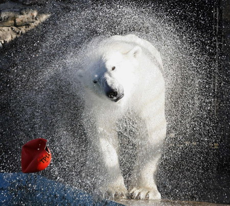Polar bear Sedov's cool pool