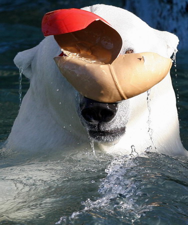 Polar bear Sedov's cool pool