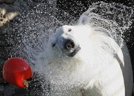 Polar bear Sedov's cool pool