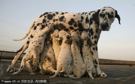 Dalmatian gives birth to 12