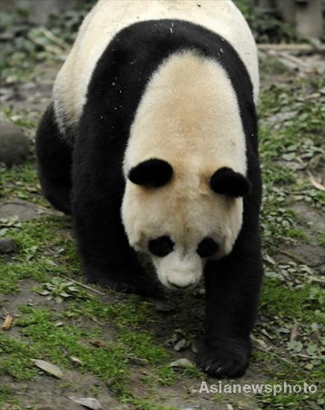 China panda couple head for Australia